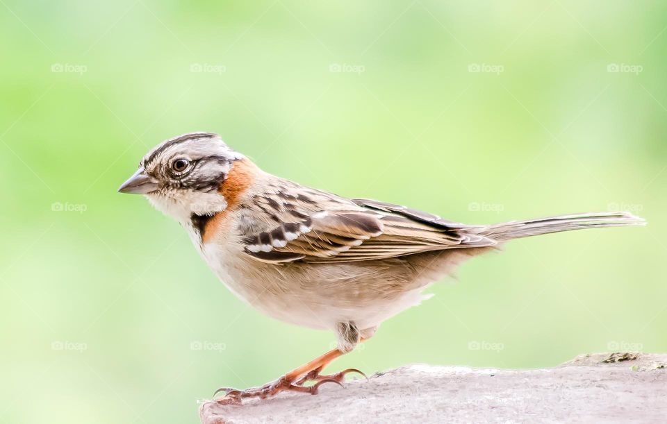 Brambling Finch Bird