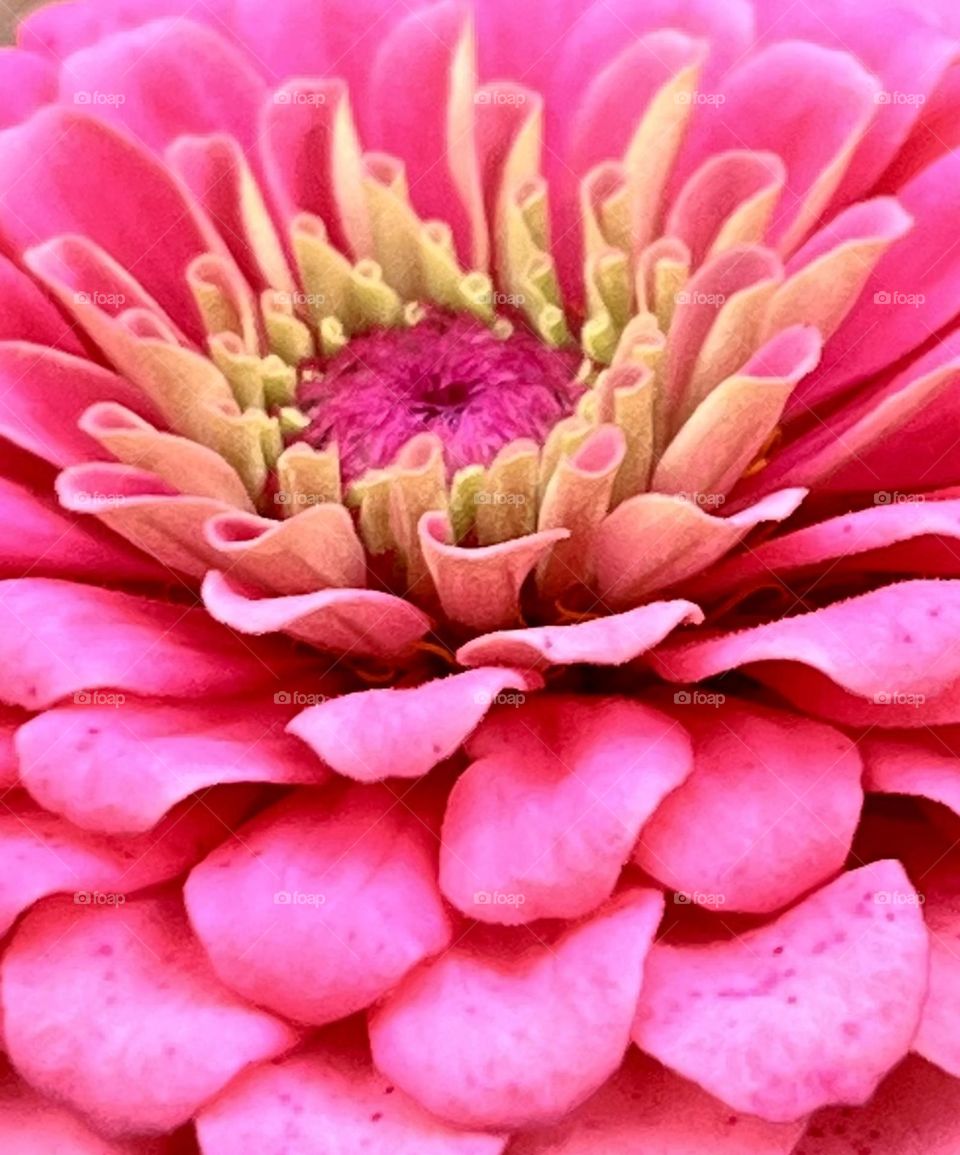 Pink dahlia macro