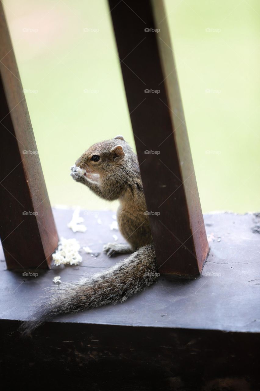 tiny squirrel