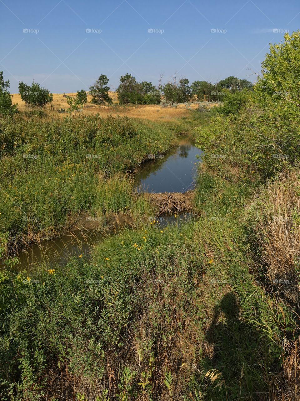 Small beaver dam.