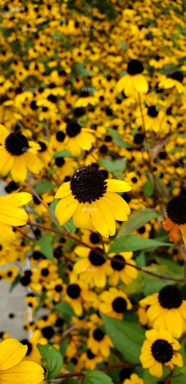 Black Eyed Susans