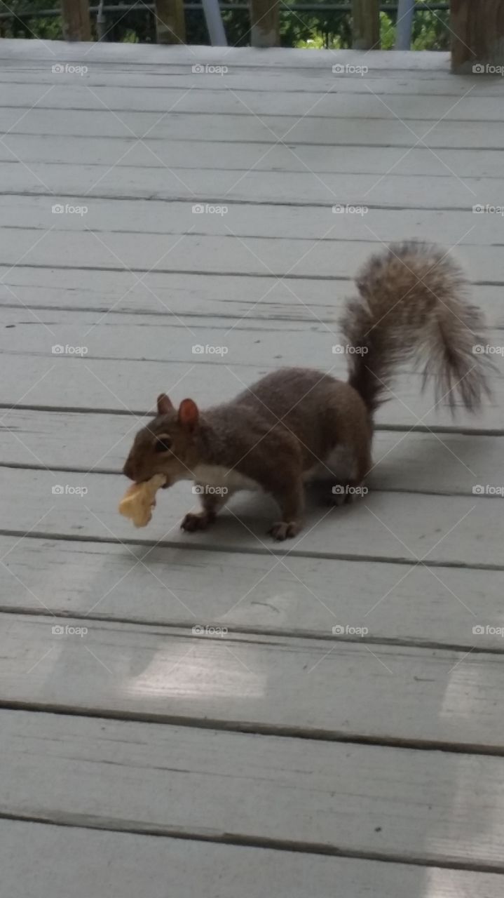 dinner time with friends. young neighborhood squirrel comes for dinner