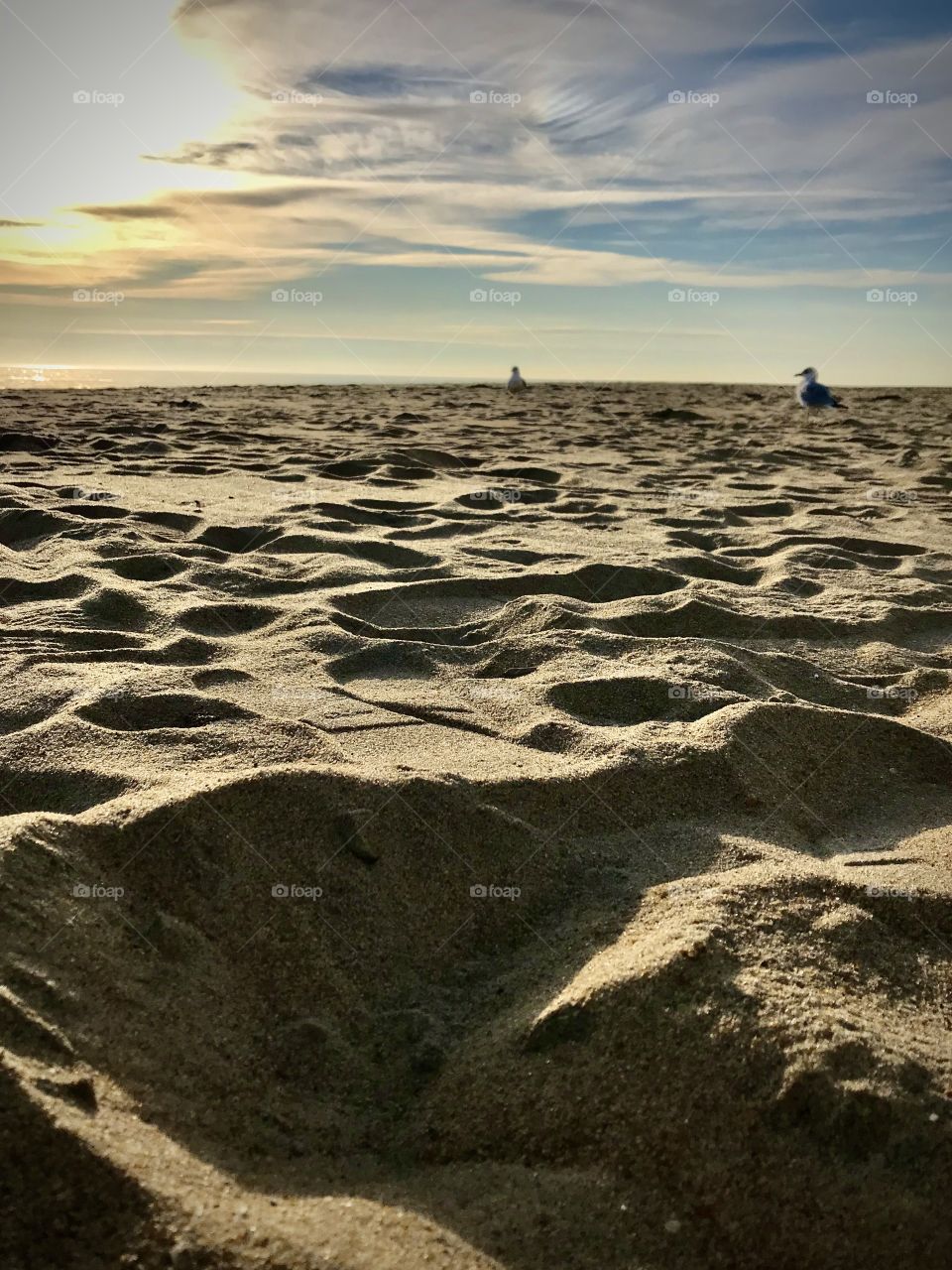 Seagulls in the sand