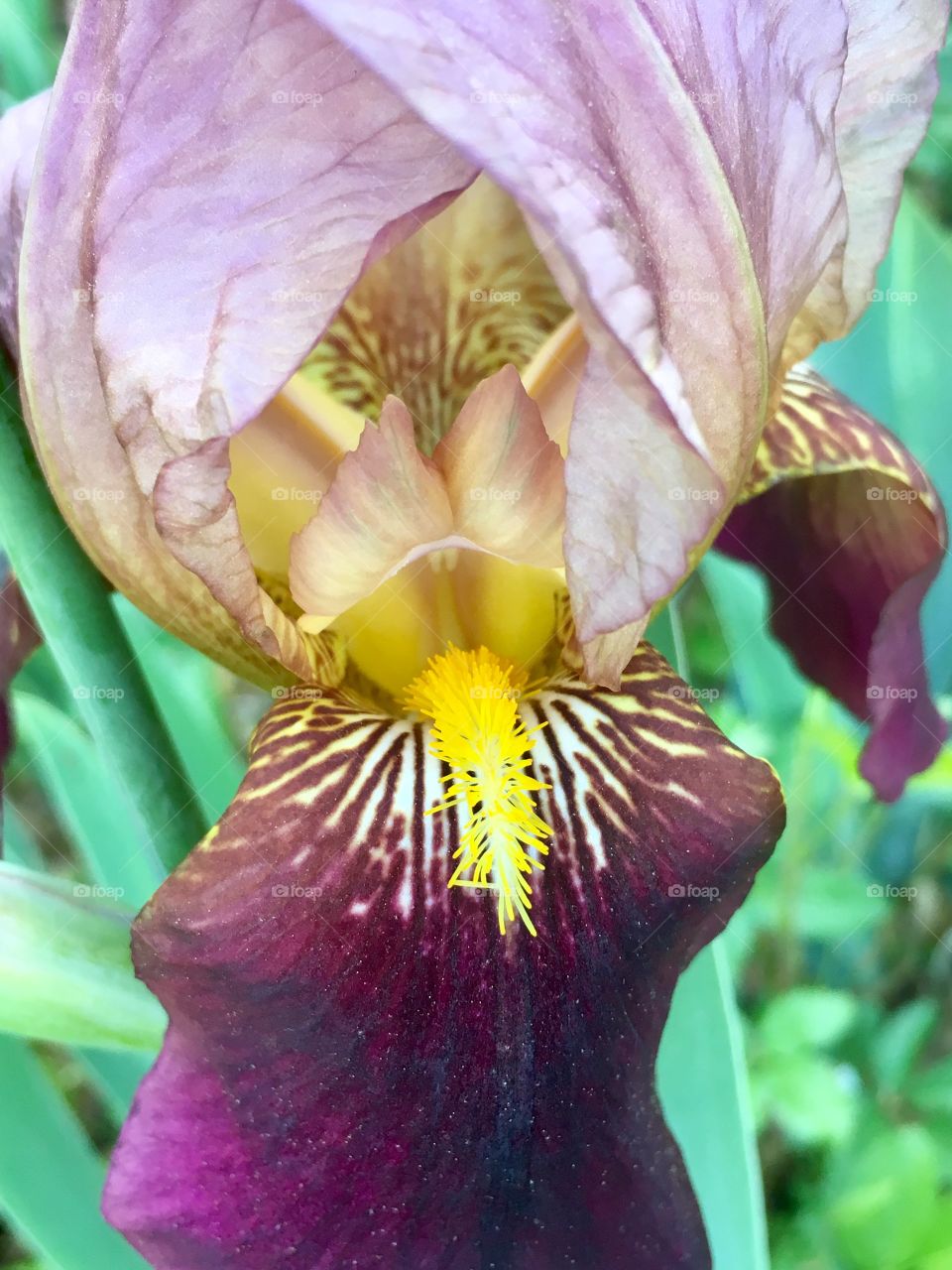 Beauty on the inside can sometimes be seen on the outside as well- especially on an iris! 