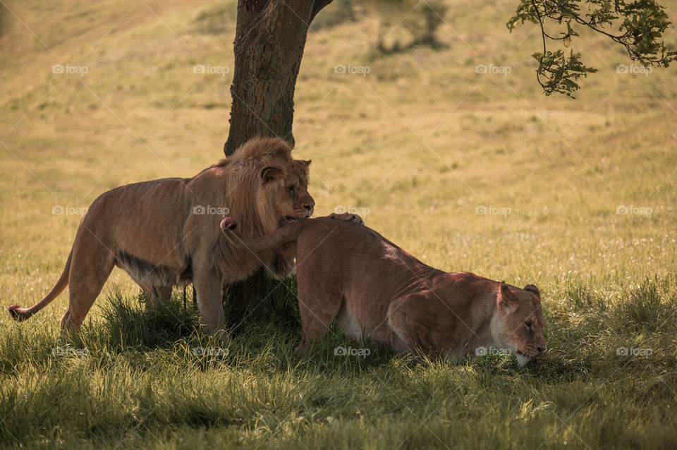 Lions. Love is in the air.