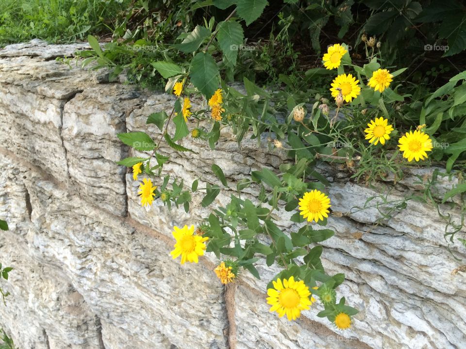 Flowers on top of an old stone wall
