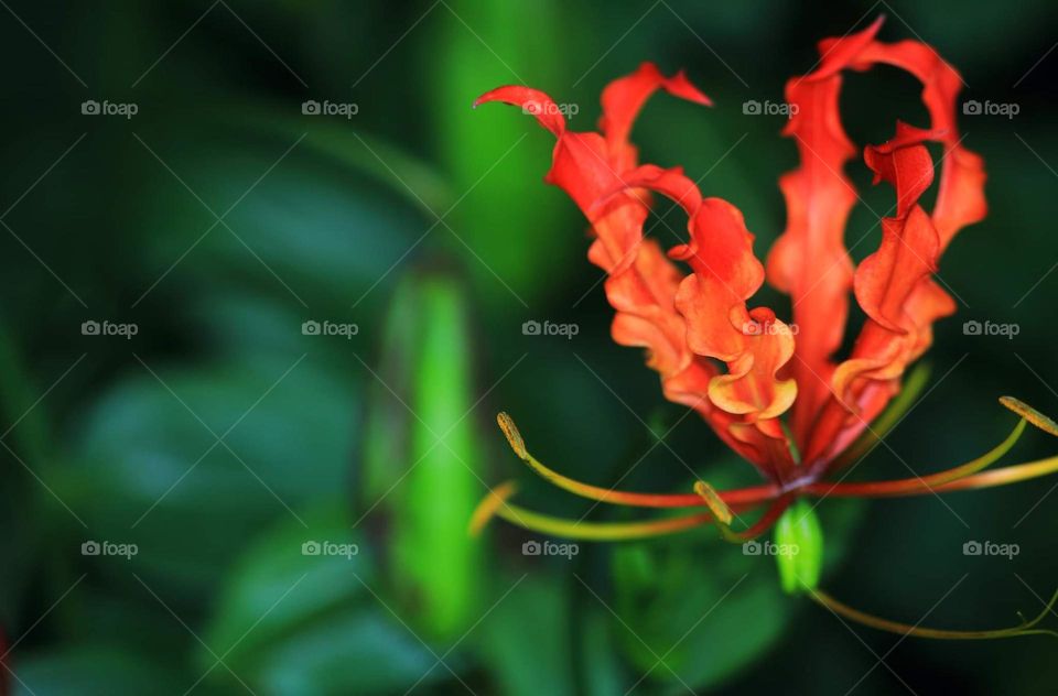 Wild flower. Contrasly red wild flower aside of roadway . The colour red's good combine with the green leafe when i am getting to ride .