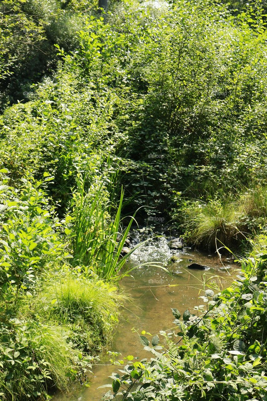 The Red Brook owes its name to the iron that carried by groundwater. The small pieces of iron will rust, turning the water a little red.