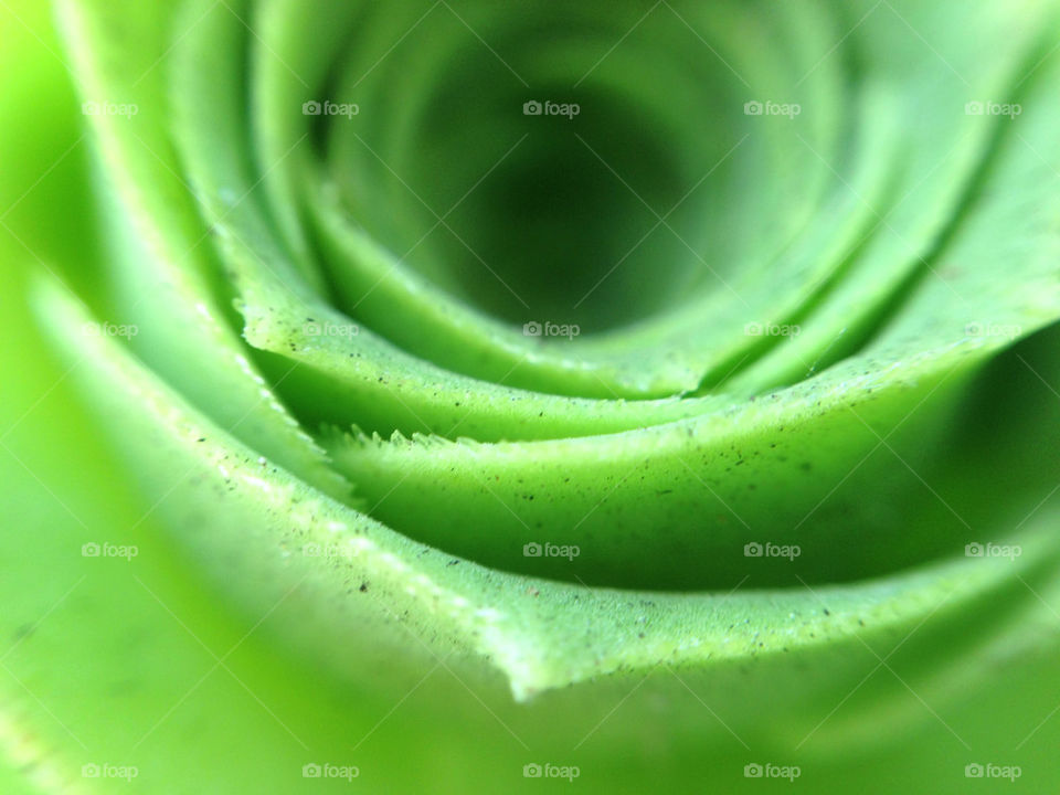 green nature flower macro by itsAus