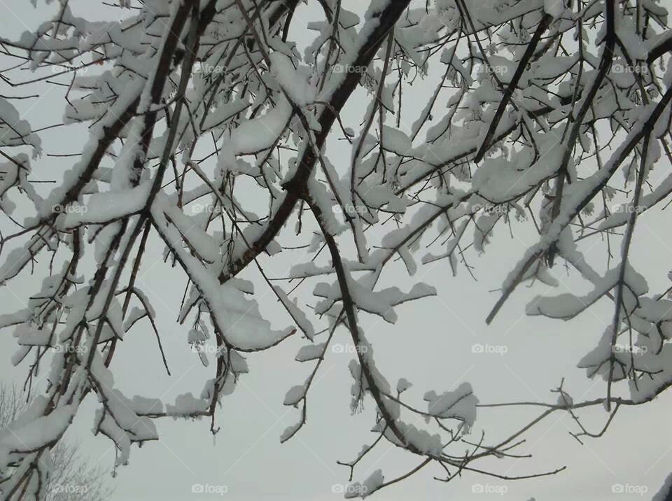 snowybranches