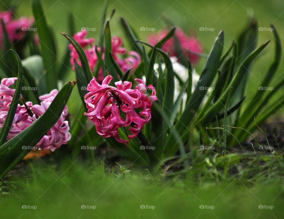 Flower, Garden, Flora, Nature, Floral