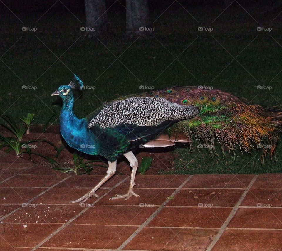 Peacock