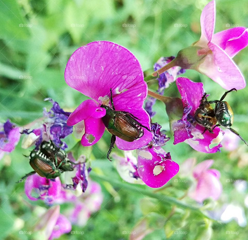beetles on a flower