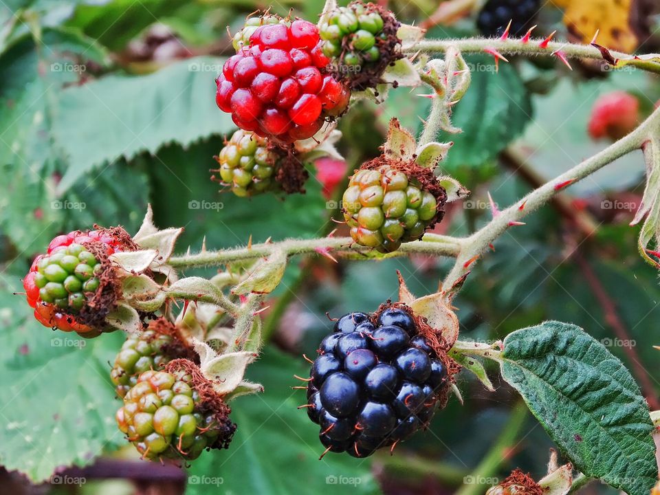 Wild Blackberries On The Vine. Blackberries Growing Wild On The Oregon Coast
