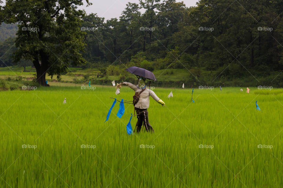 scarecrow 