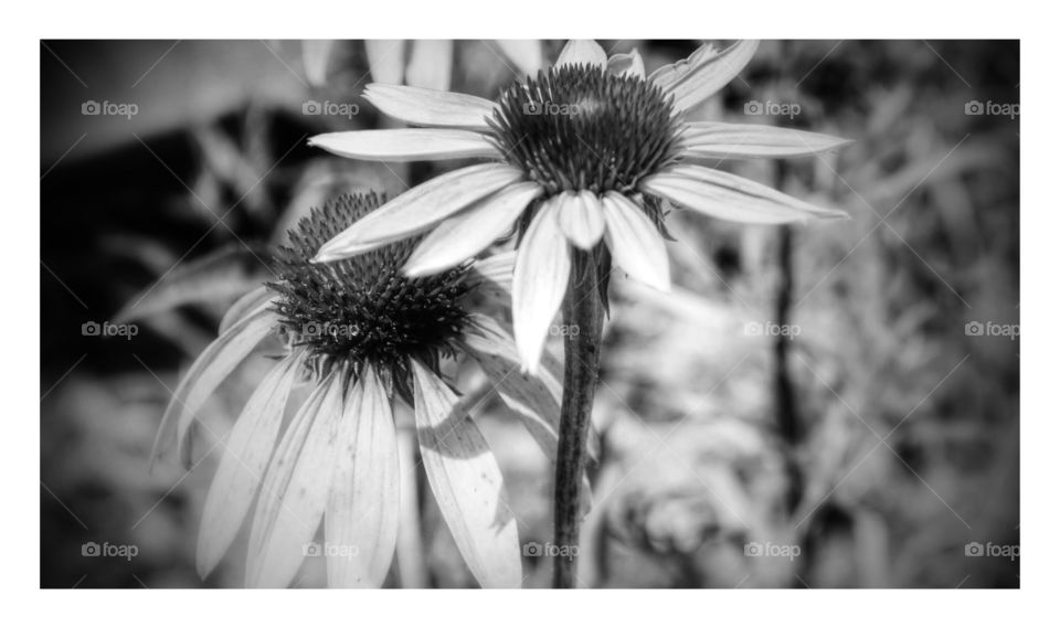 Coneflowers