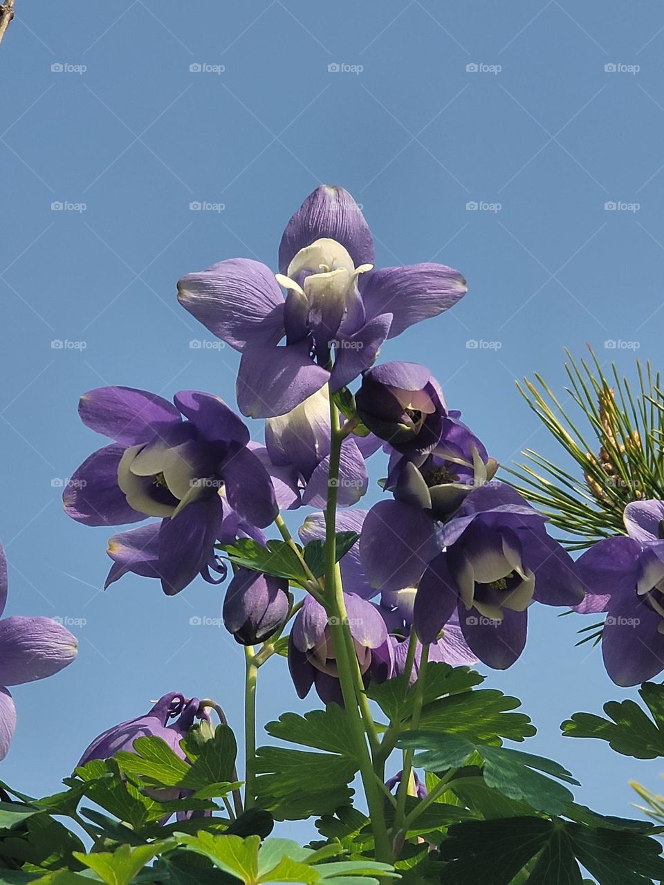 I love spring because its colors fill life with hope and color.