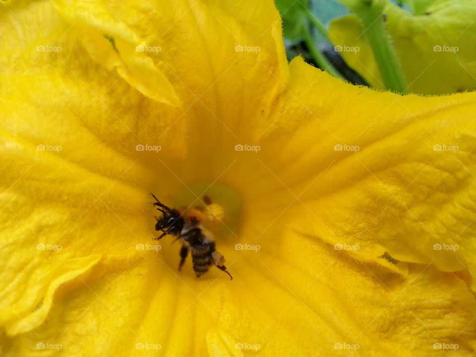 Magnifique abeille  beautiful bee