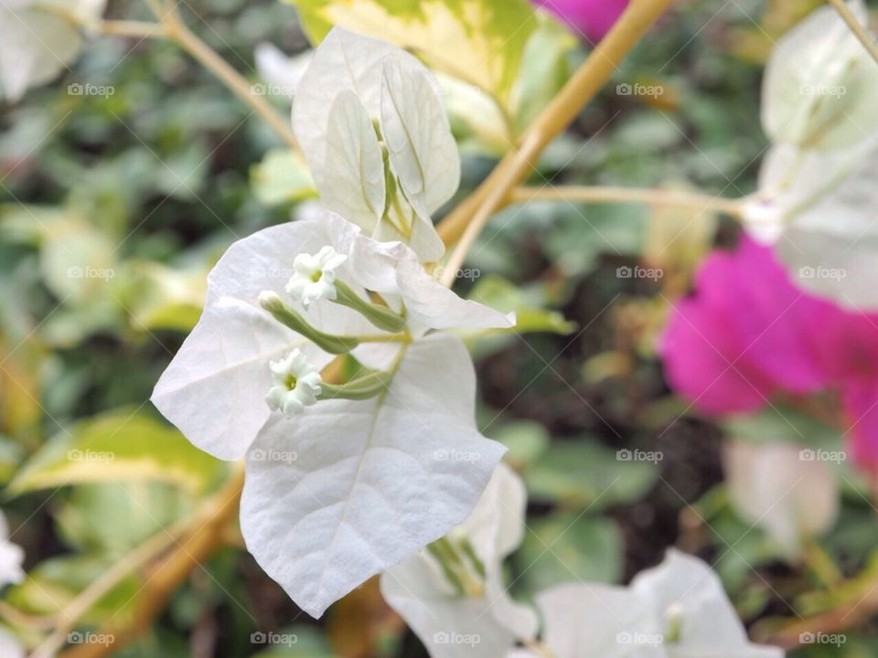 Paper Flower