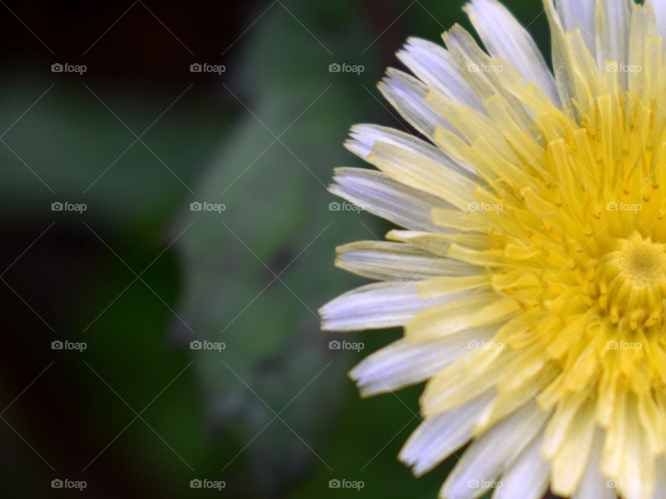 half dandelion flower