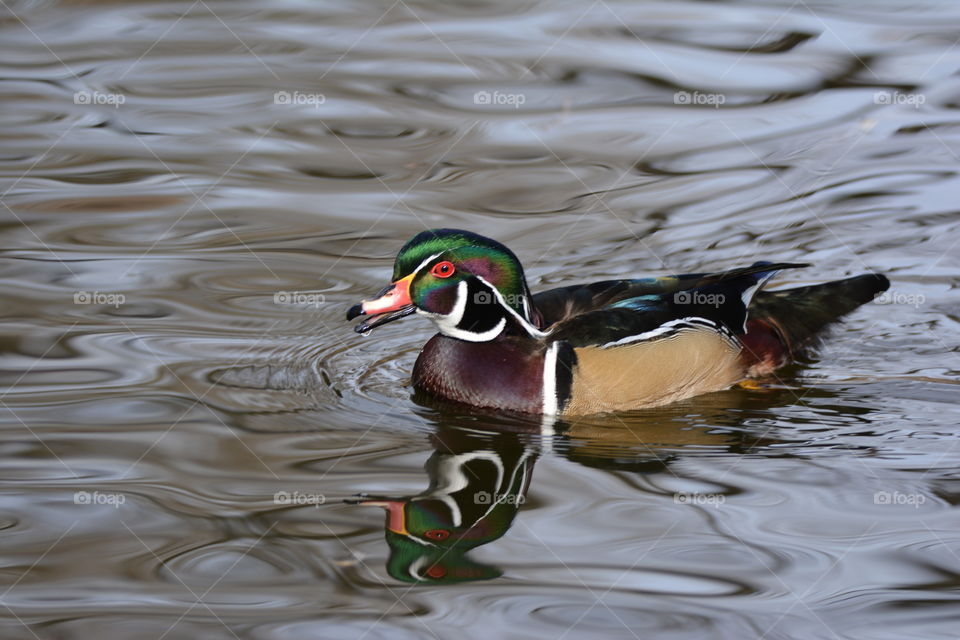Swimming wood duck 