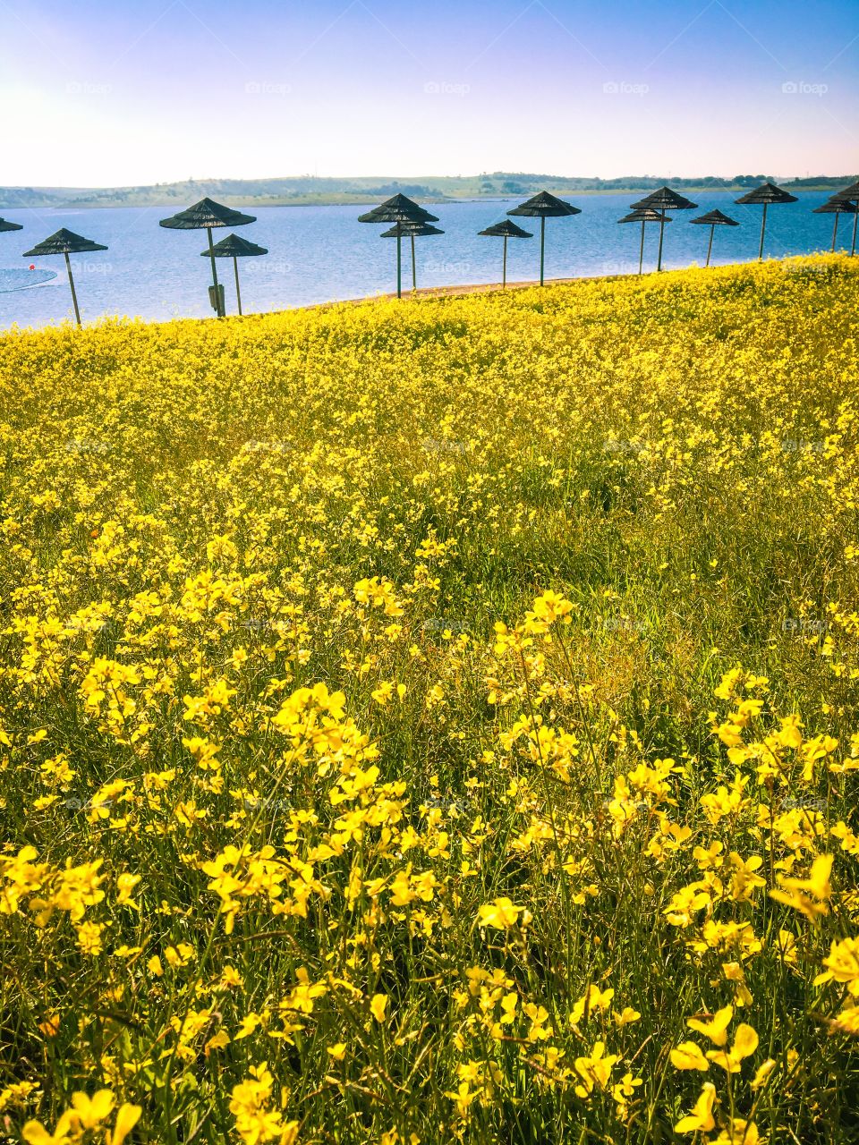 Flowering beach in Alentejo Portugal 