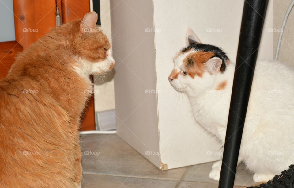 Cat, One, Mammal, Portrait, Pet