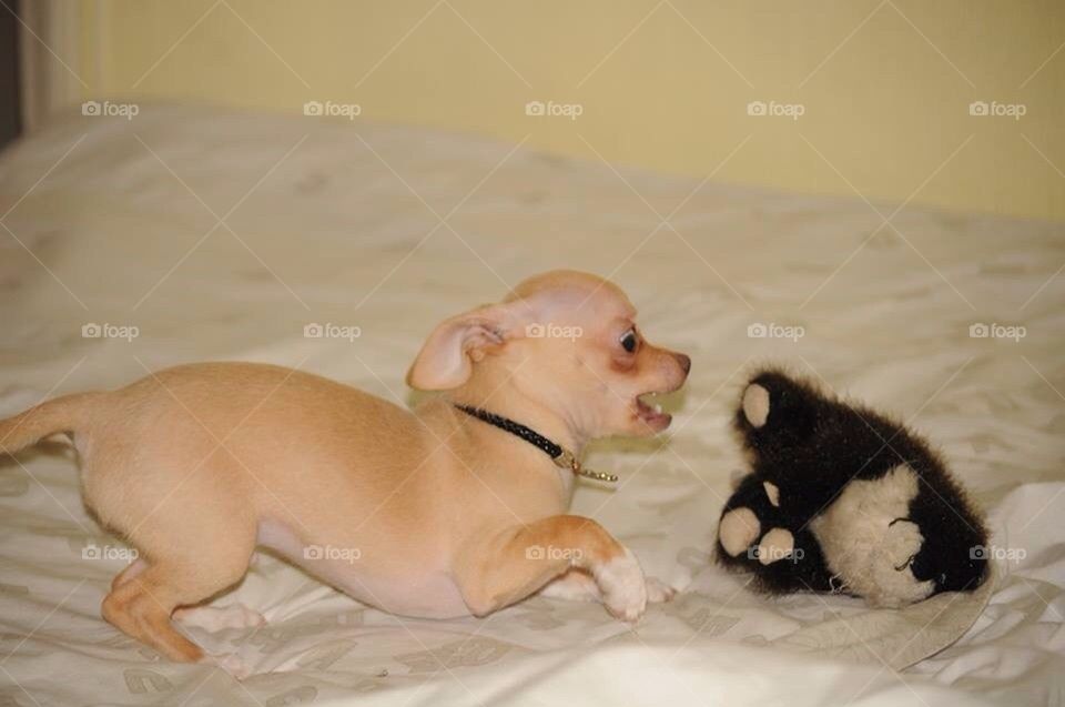 chihuahua cute funny playing by severina1