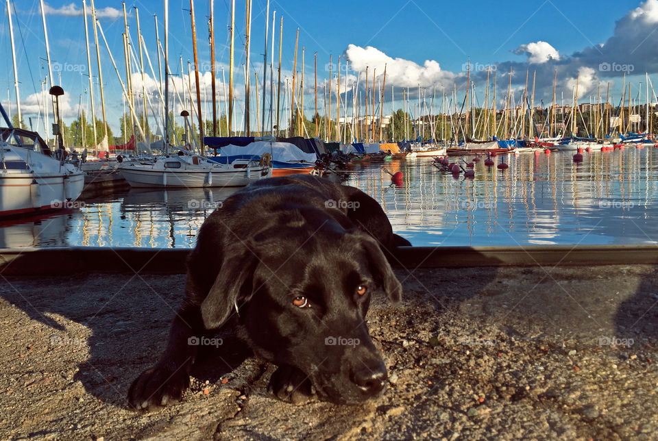 Nelly the lab chilling after a long day sailing and swimming in the Swedish archipelago.