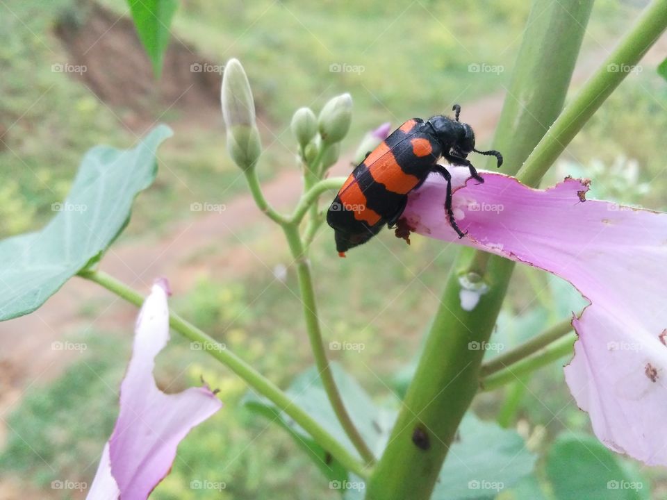 flowers is eaten by a insects which is often found in Jharkhand state of India.