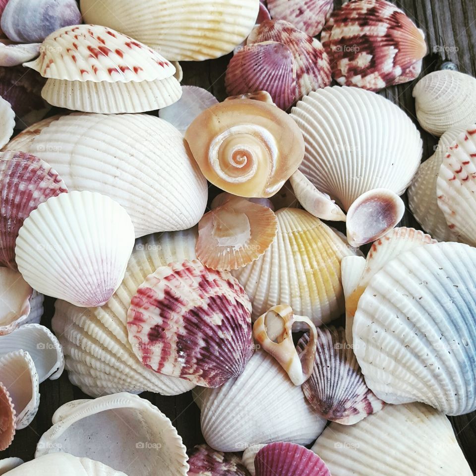 Variety of sea shell in different shape