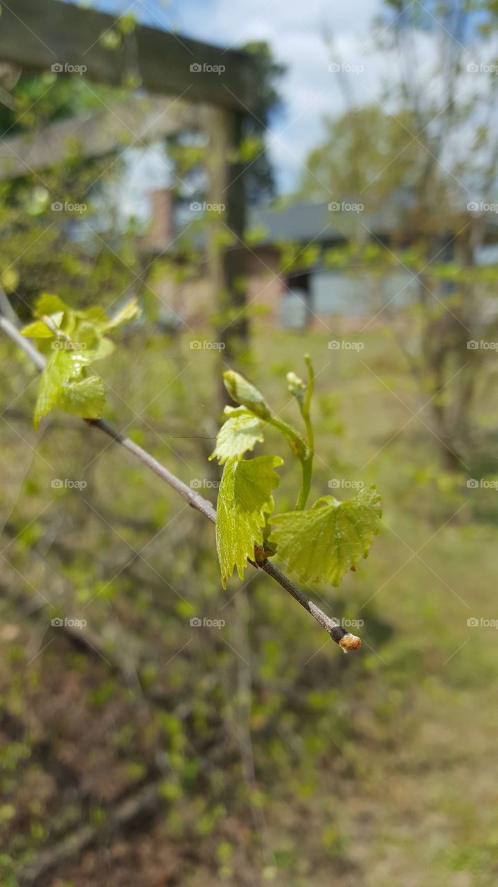 New grapevine leaves