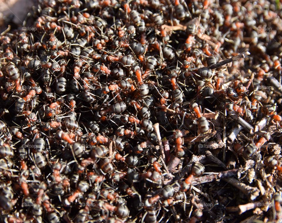 Waldameisen in Aktion