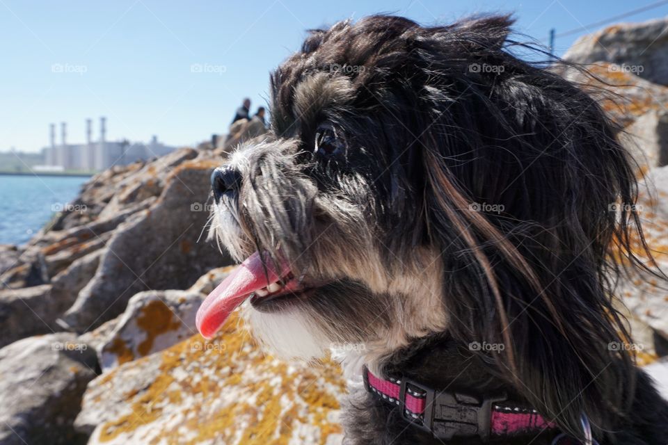 Close-up of dog