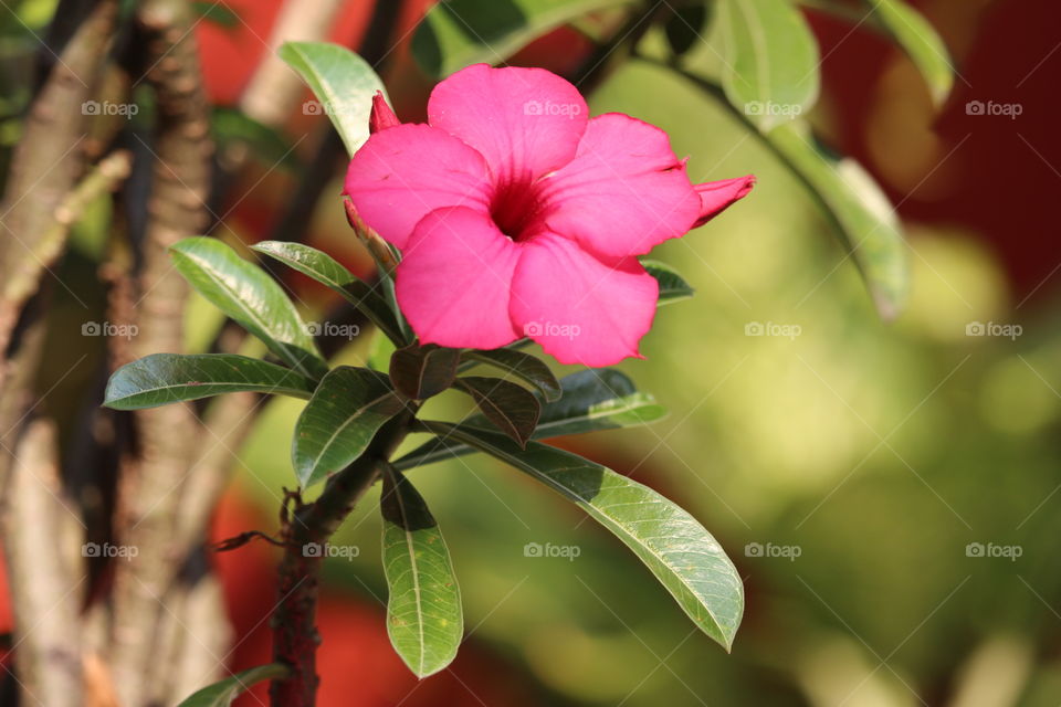 Pink beauty flower at Pattaya 