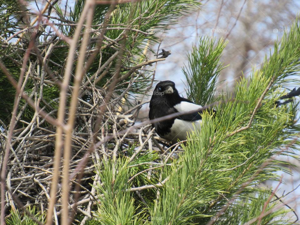 сорока в гнезде