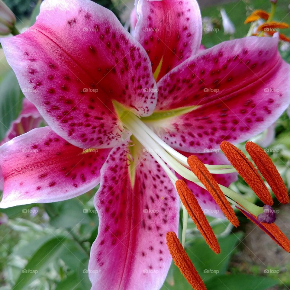 Full bloom pink lily