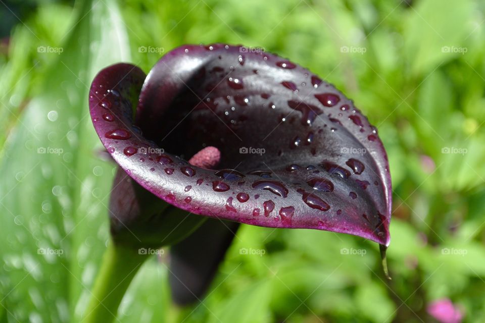 Waterdrop on anthurium flower