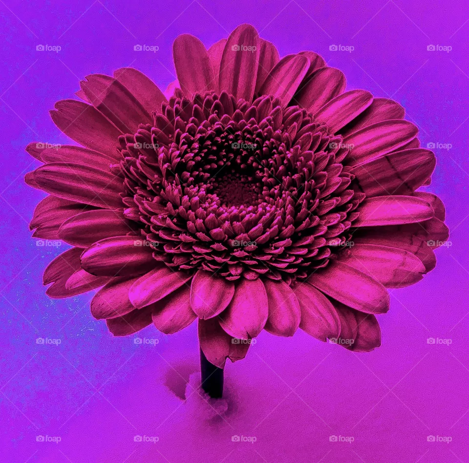 PINK DAISY WITH PURPLE BACKGROUND