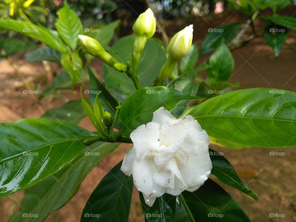 Beautiful flowers