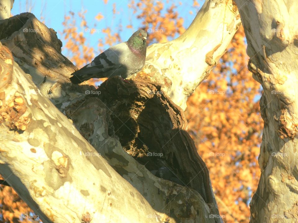 paloma en el árbol