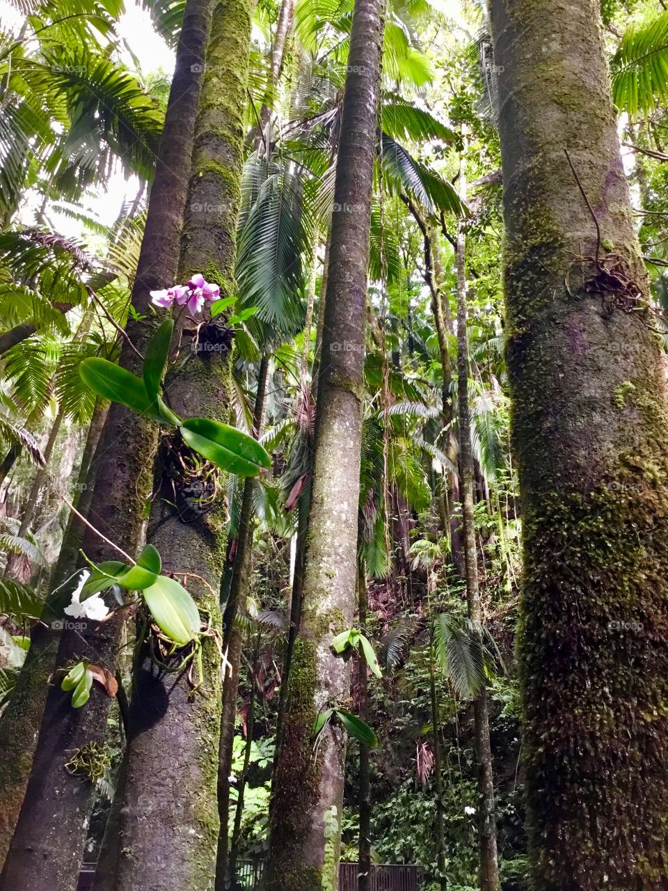 Trees at Hawaii Tropical Botanical Garden