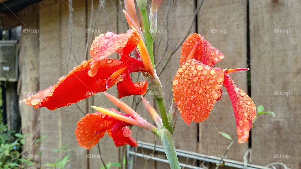 Nature Natural Garten Flora Flower Canna Flaccida L. Orange