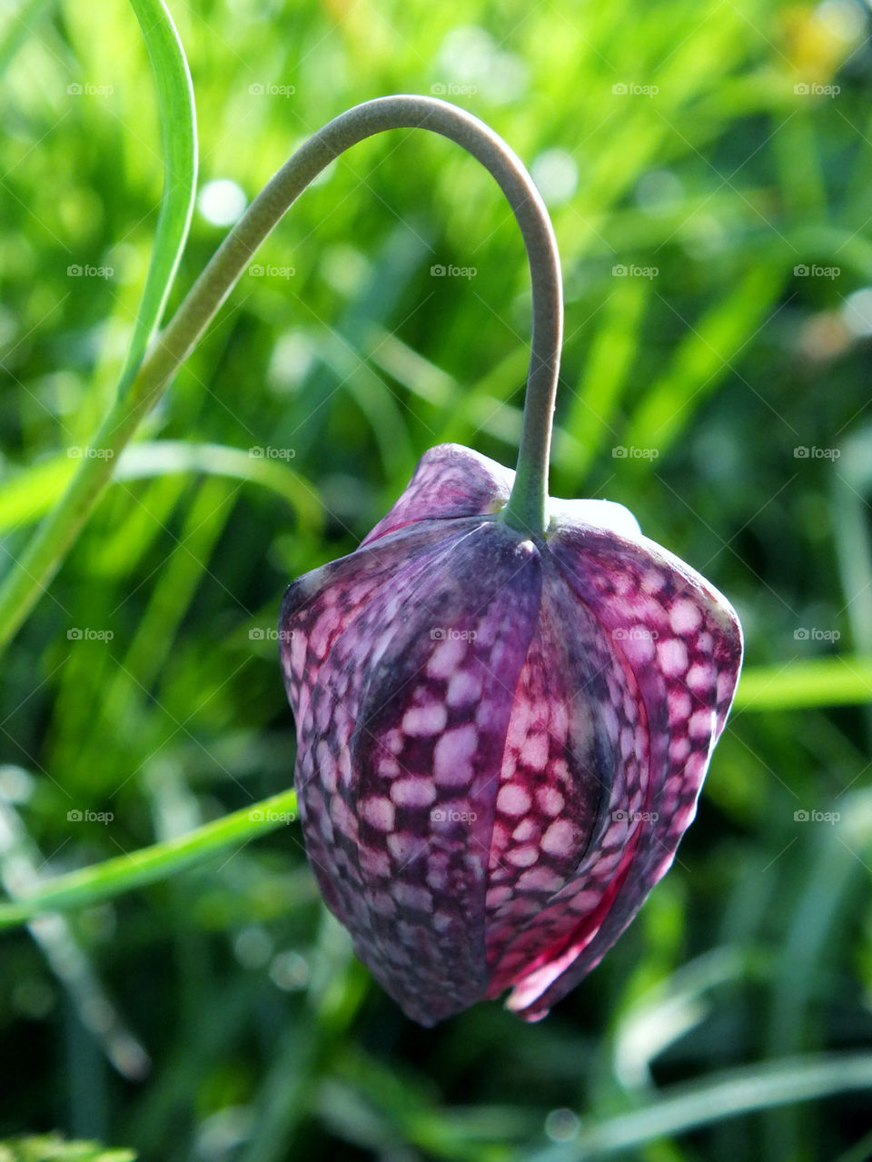 Purple snake headed fritillary