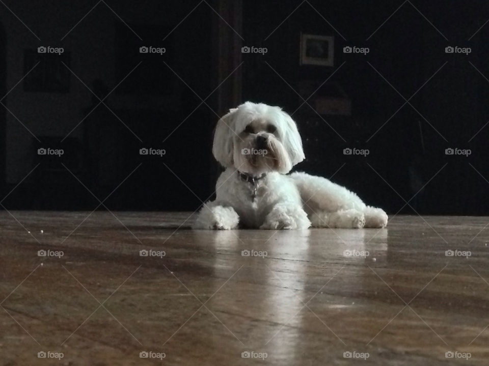 LHASA APSO