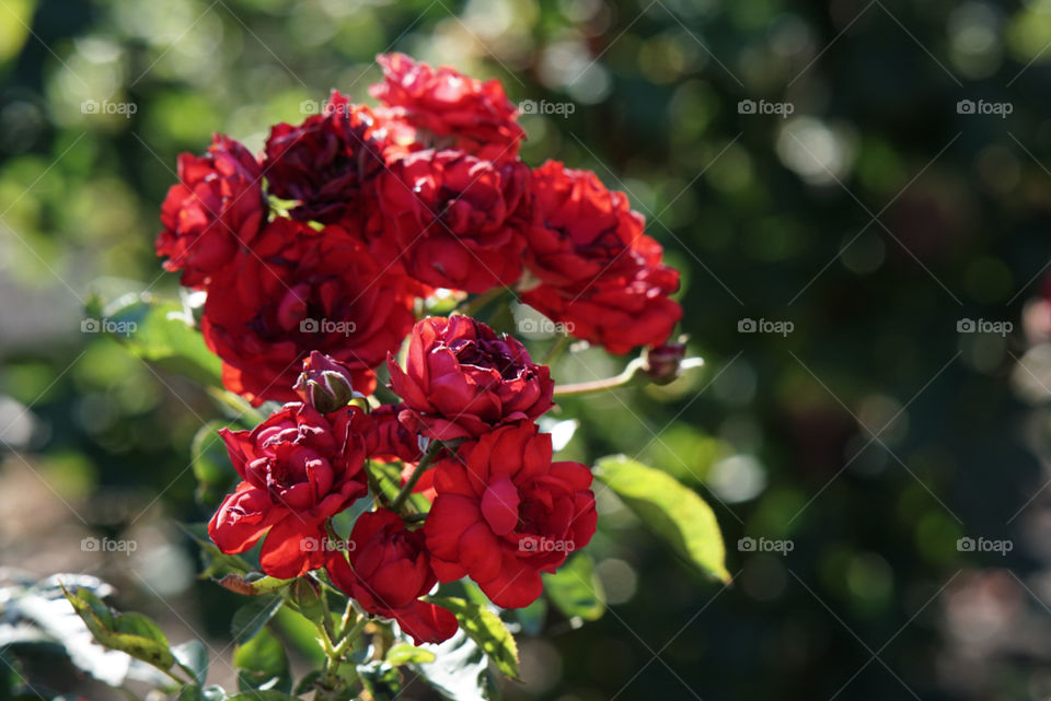 bunched red flowers