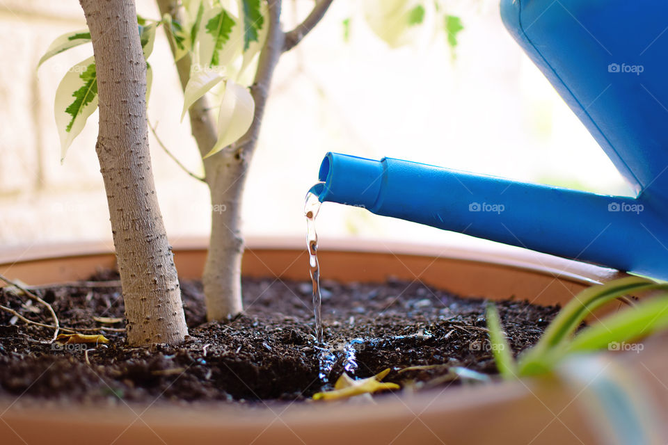 Watering plants with watering can. Taking care of plants.