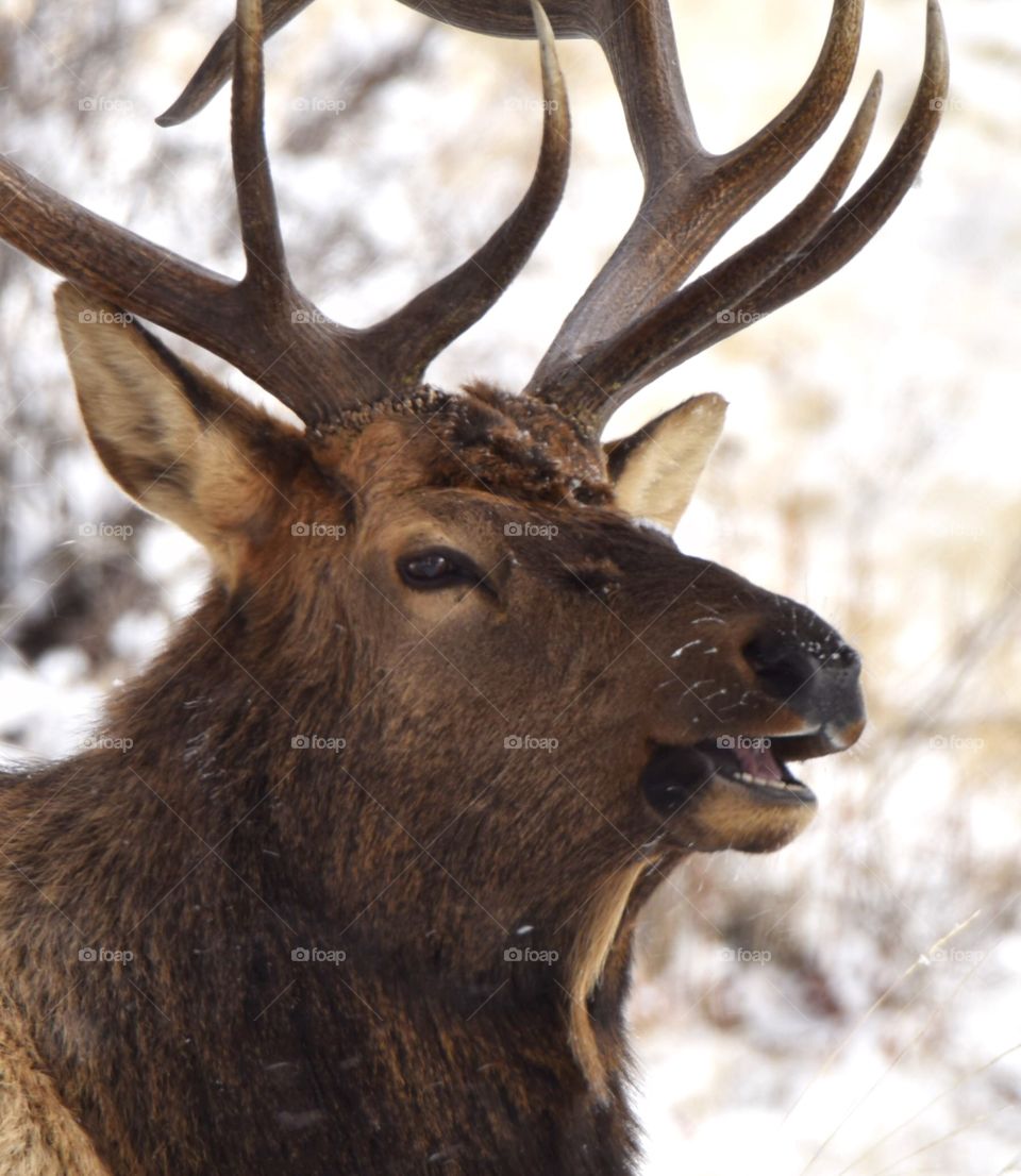 A bull elk eating grass and relaxing on a cold winter morning in the mountains. His rack is huge. Mouth open and right shot.
