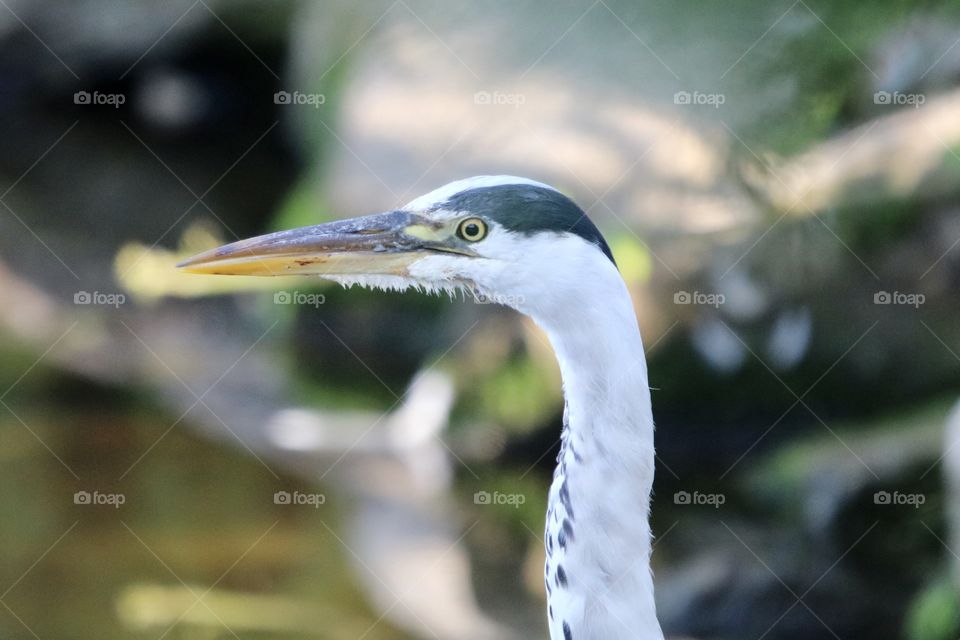 Gray heron 