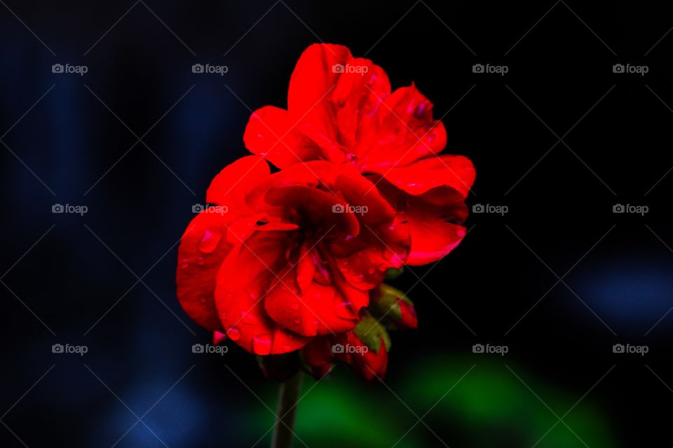 Rain drops on a flower